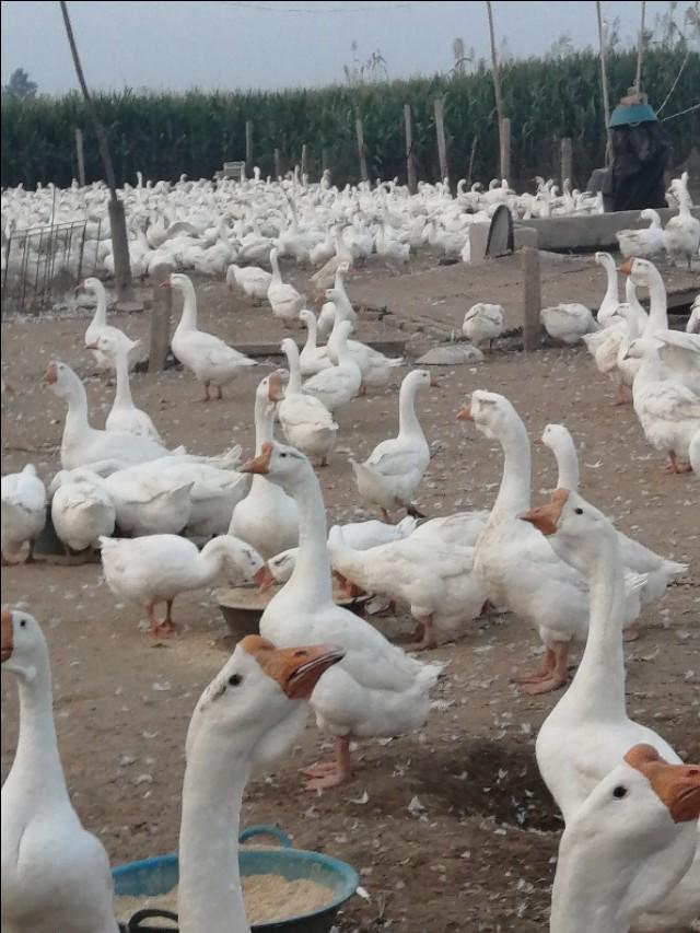 鹅苗价格行情探秘，小巷深处的鹅苗秘境揭秘