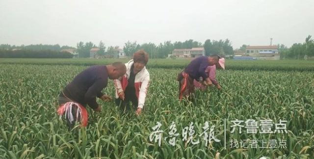 金乡蒜苔最新出库价格，科技引领蒜香未来