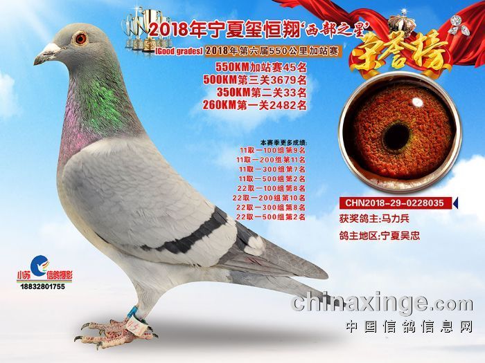 恒翔赛鸽公棚最新公告，任务指南与技能学习步骤详解