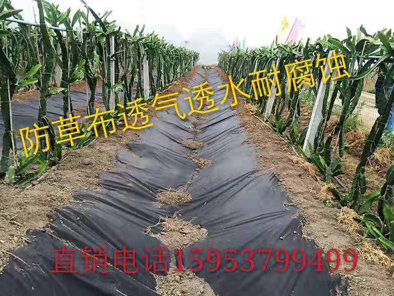 最新防草膜，学习变革与自信成就的力量