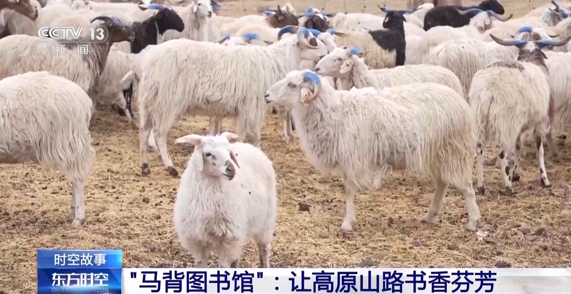 最新女阄羊详细步骤指南与注意事项