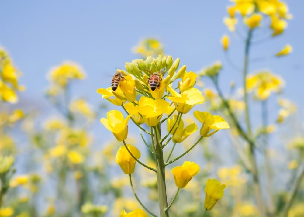 菜籽价格行情深度解析🌱