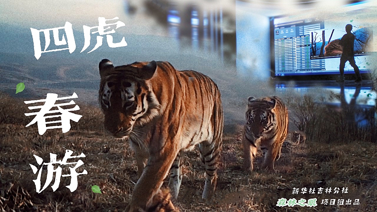 四虎影院新版在线观看，电影与友情的温馨交汇之夜