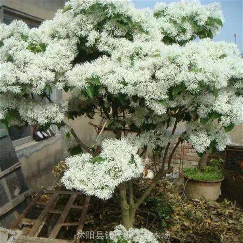 流苏树下的温情与最新行情揭秘