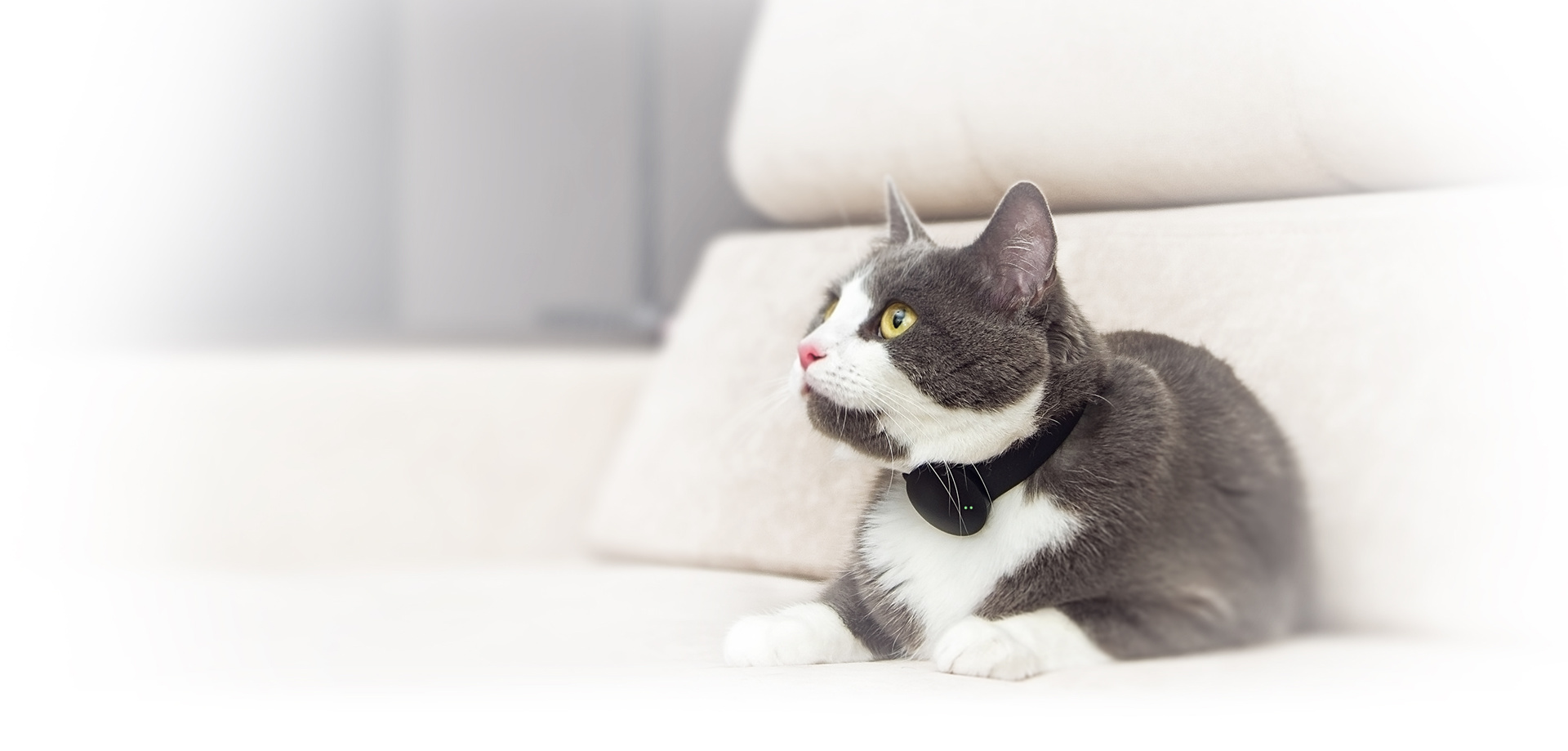 猫咪新动态，跃动生活的励志之旅同伴喵星人的成长故事