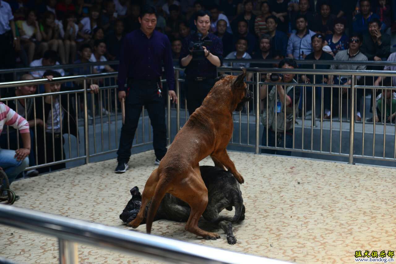 科技重塑荣耀，2016年猛犬跨犬种比赛精彩瞬间回顾