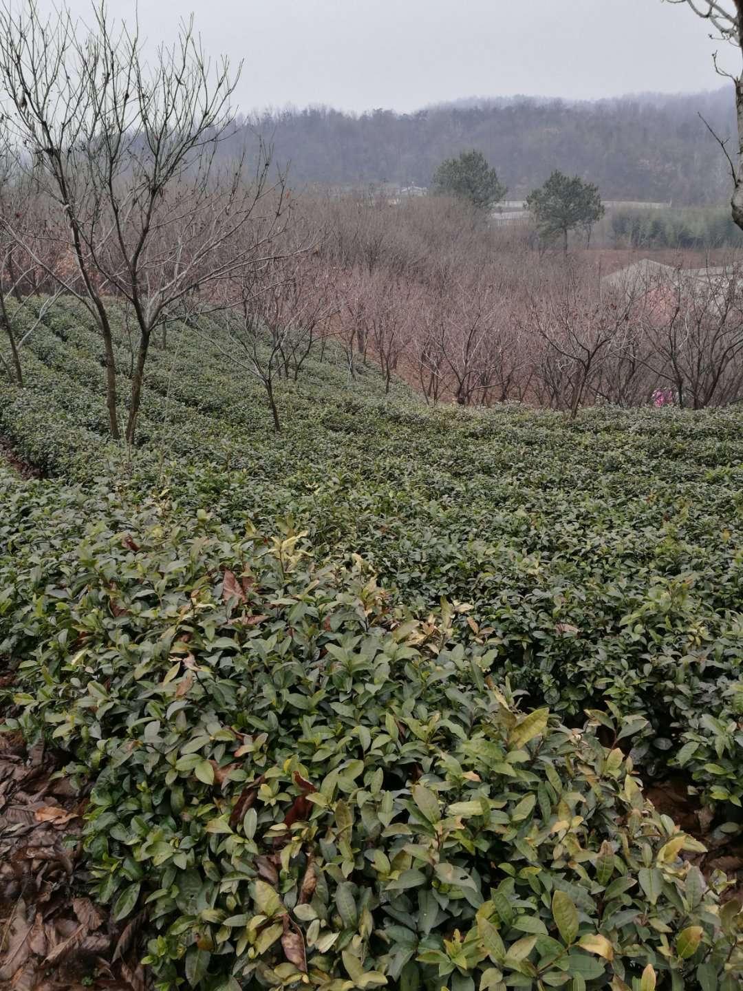 雨水节气最新，春雨带来的生机与希望