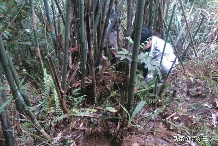 禁野最新动态，背景、事件、影响与时代地位全面解析