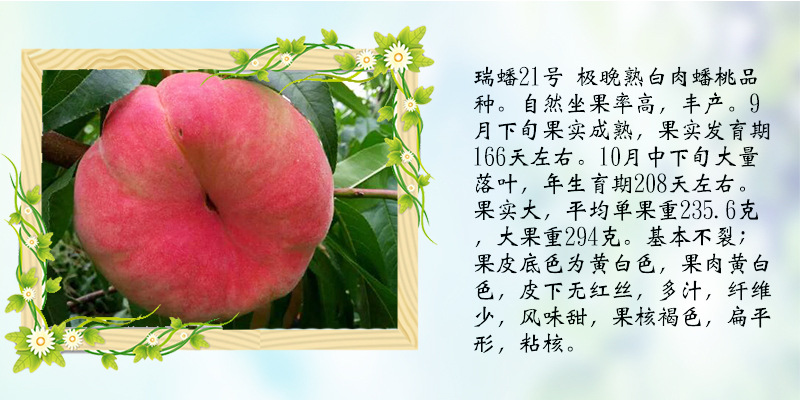 友情之树下的分桃网最新温馨日常分享