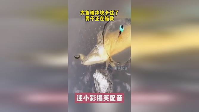 大鱼卡最新更新，小巷深处的味觉冒险之旅