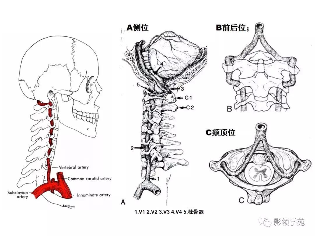 动脉最新分支，科技新宠重塑生活